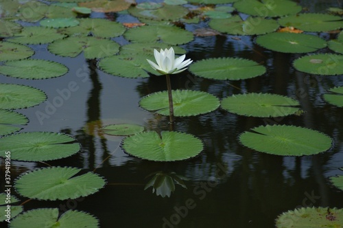 white water lily