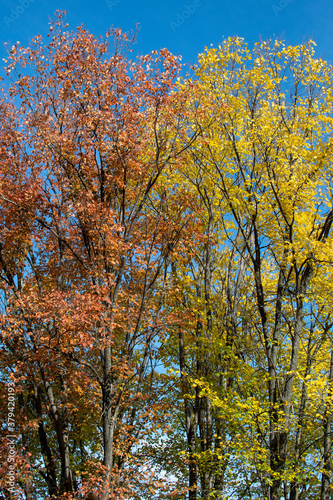 Autumn bright and colorful foliage on trees