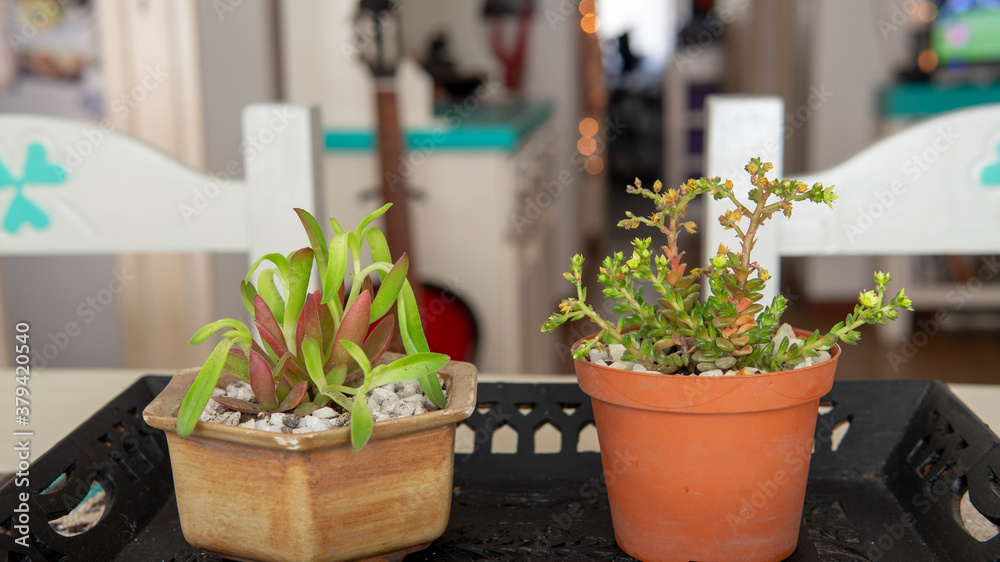 Close view of a couple of small decorative succulent plant in flowerpots. Located indoors, on top of a wooden table, with natural daylight illumination. Close view of a couple of small decorative succulent plant in flowerpots. Located indoors, on top of a wooden table, with natural daylight illumination.