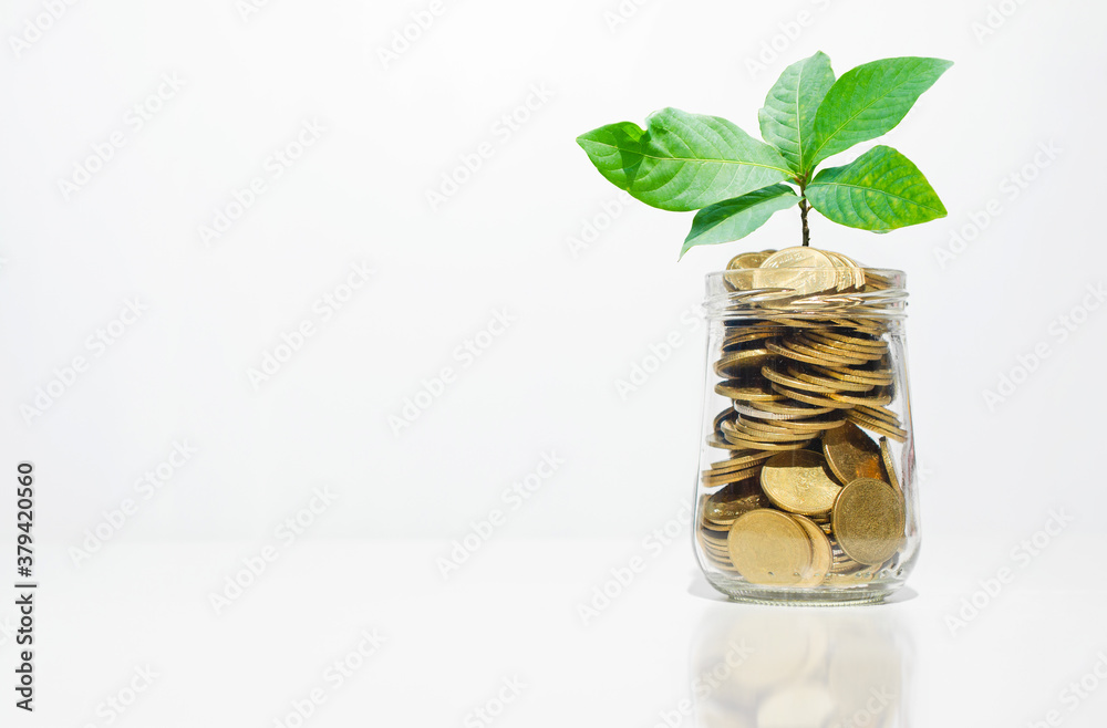 business financial planning concept. coins in jar or bottle with green plant growth up on white background. money management sustainable savings. success investment. business financial planning concept. coins in jar or bottle with green plant growth up on white background. money management sustainable savings. success investment.