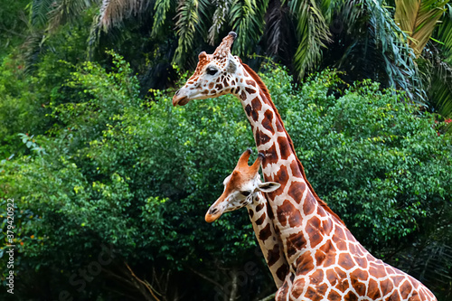 Canvas Print giraffe eating grass