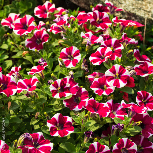 Beautiful flowers with white-pink petals grow among the stones.