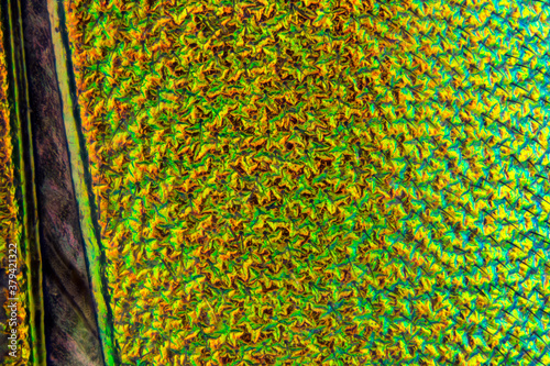 extreme close up of an elytra surface texture background. spanish fly.