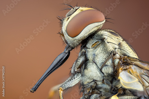 extreme close up of a stable fly portrait with huge proboscis.