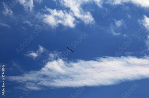 A seagull flying over the sky © Nacho