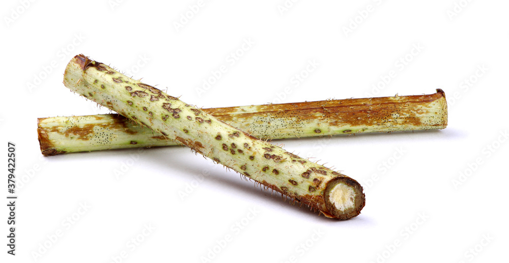 Spotting on raspberries isolated. The fungus on the stems of raspberry. Didymella applanata on a raspberry branch. Spotting on raspberries isolated. The fungus on the stems of raspberry. Didymella applanata on a raspberry branch.