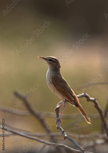 Rufous-tailed Scrub Robin on a twig at Hamala, Bahrain