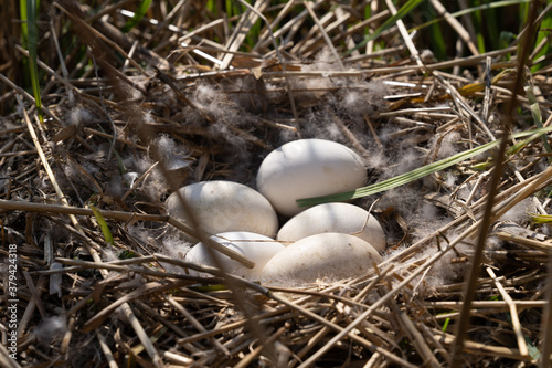 Nest of the grey goose with eggs in reedland with twigs and feathers photo