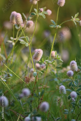 Trifolium arvense or Hare's-foot Clover or rabbits-foot clover. The golden pink heads of clover flowers sparkling with dew in a meadow in the early morning at sunrise in September. 