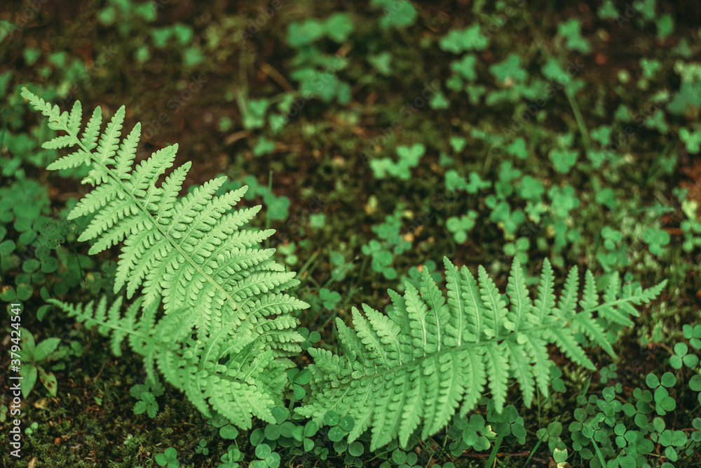 Fern leaves in the forest, place for text Fern leaves in the forest, place for text