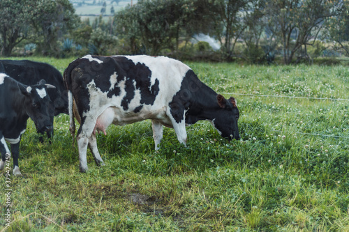 cows eating on a green field 