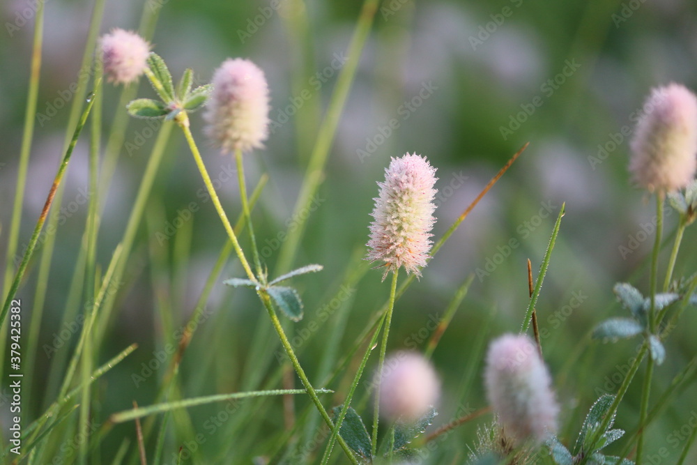 Trifolium arvense fluffy pink flowers in dew drops in the rays of the rising sun on an autumn morning. Beautiful wild pink flowers close-up. Hare's-foot Clover, rabbits-foot clover,  Haresfoot trefoil