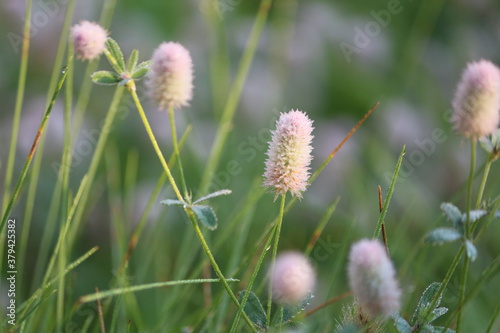 Trifolium arvense fluffy pink flowers in dew drops in the rays of the rising sun on an autumn morning. Beautiful wild pink flowers close-up. Hare's-foot Clover, rabbits-foot clover,  Haresfoot trefoil photo