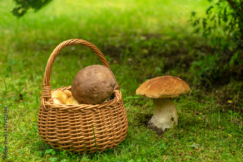 Wicker basket with mushrooms on the green grass