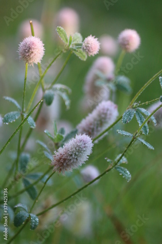 Fluffy pink flowers of Hare's foot trefoil in dew drops in an early autumn morning. Beautiful wild pink flowers close-up. Trifolium arvense or rabbitfoot clover or hare's foot clover. 