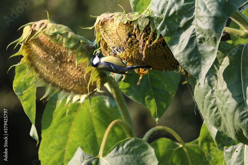 A titmouse with green-yellow and black plumage sits on a ripe sunflower and pecks at seeds on a sunny autumn morning. Parus major has breakfast upside down on a sunflower. Colorful autumn landscape.