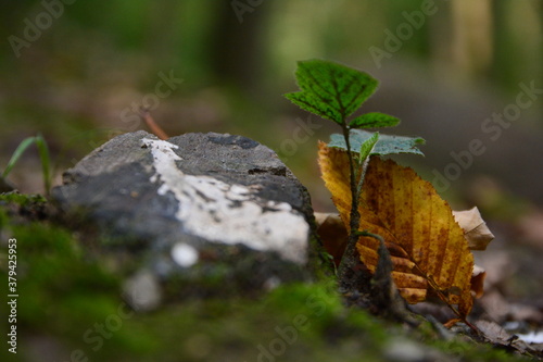 Autumn leaf next to stone 