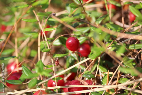 Vaccinium oxycoccos or bog cranberry or small cranberry. Ripe red glossy cranberries shining in the sun in an autumn day on a bog. Wild red berries close up. Sunny joyful autumn landscape.