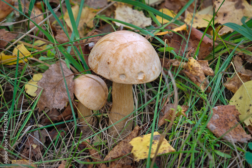 Edible mushroom Leccinum Aurantiacum with orange caps.