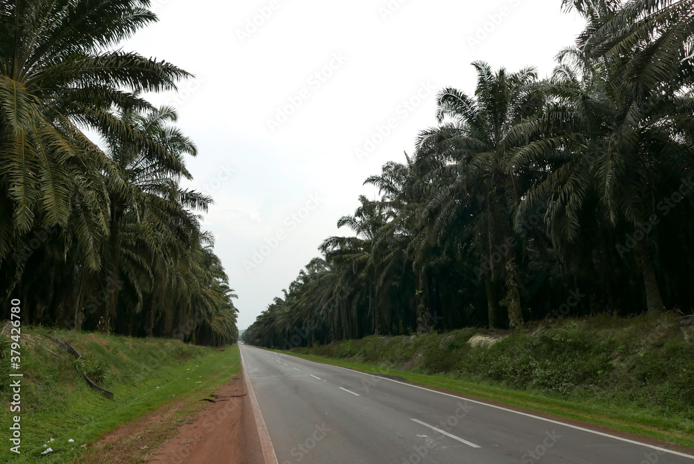 A perspective of an empty road surrounding by palm oil farm.