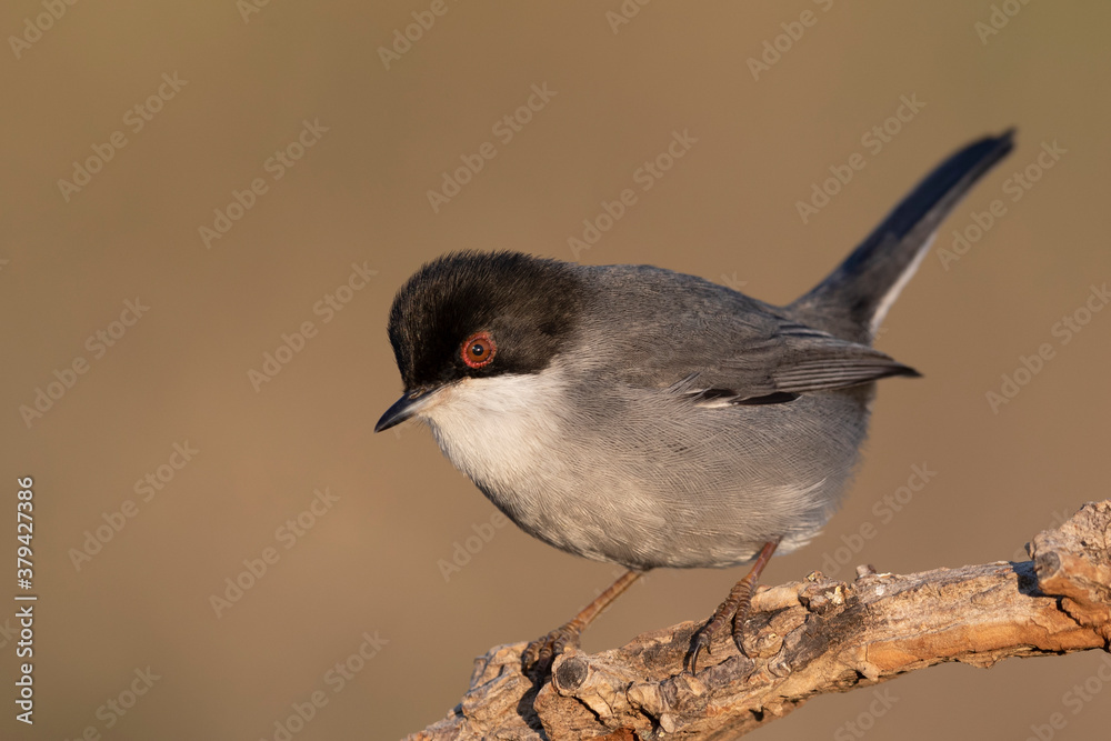 Small passerine bird, Sardinian Warbler Small passerine bird, Sardinian Warbler