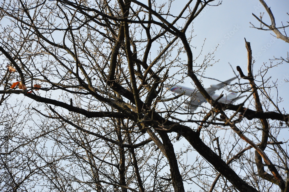 tree branches against blue sky tree branches against blue sky