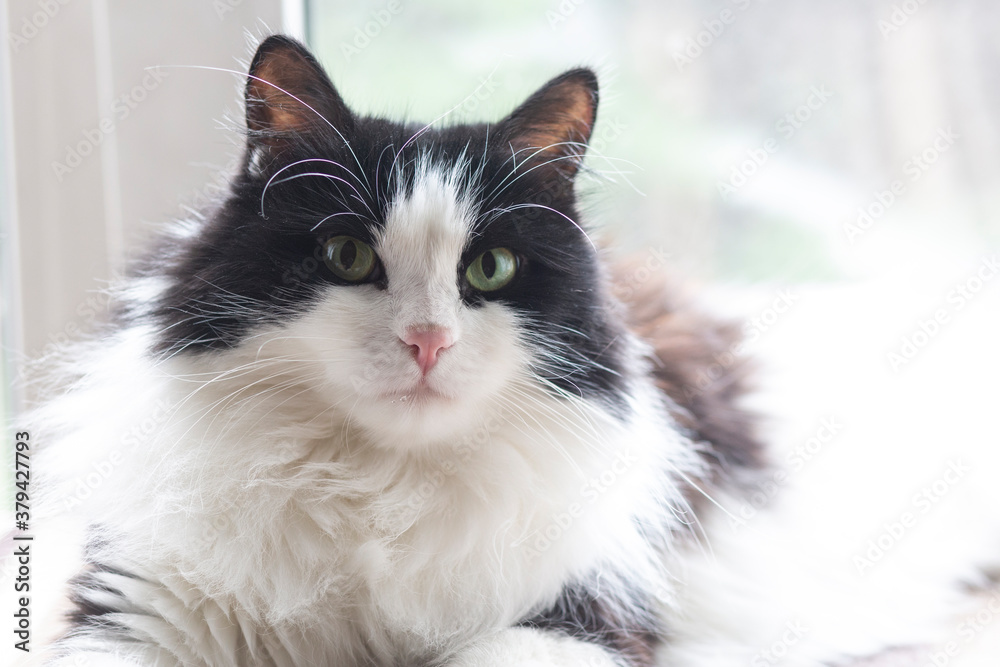 Obraz premium A cute black and white domestic cat sits on the background of the window Life style. Pets, veterinary medicine.