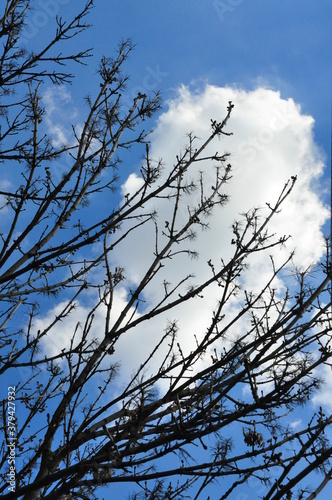 tree branches against blue sky