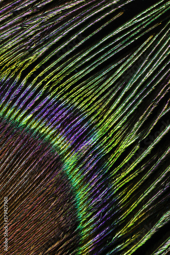 Macro close up of an iridescent feather  indian peacock