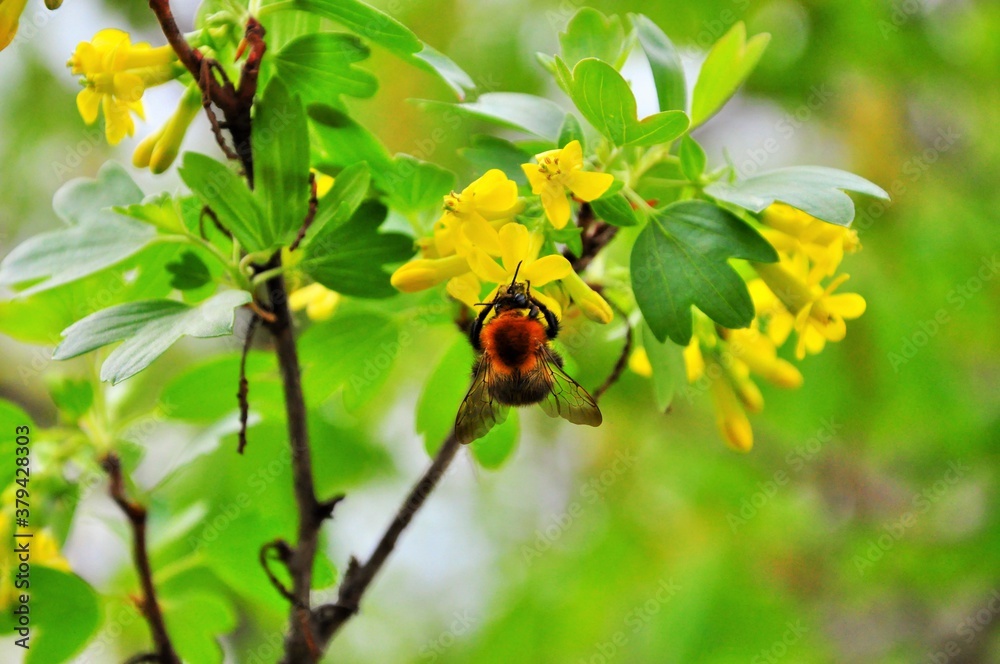 bee on a flower bee on a flower
