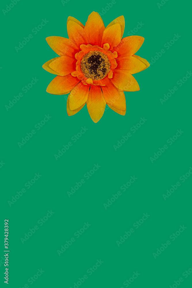 Flowers neatly arranged, isolated on background and with space for writing