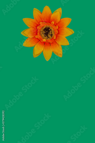 Obraz na płótnie Flowers neatly arranged, isolated on background and with space for writing w salonie