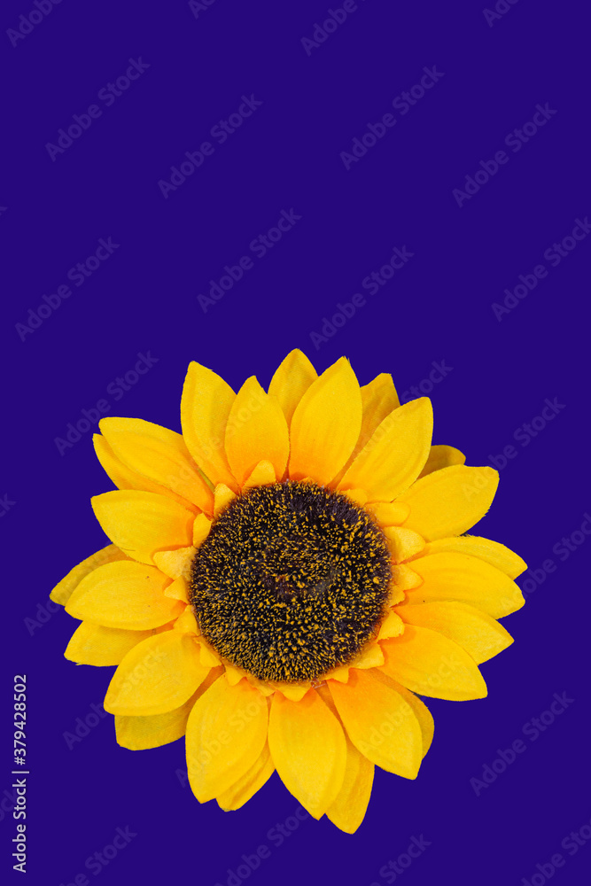 Flowers neatly arranged, isolated on background and with space for writing