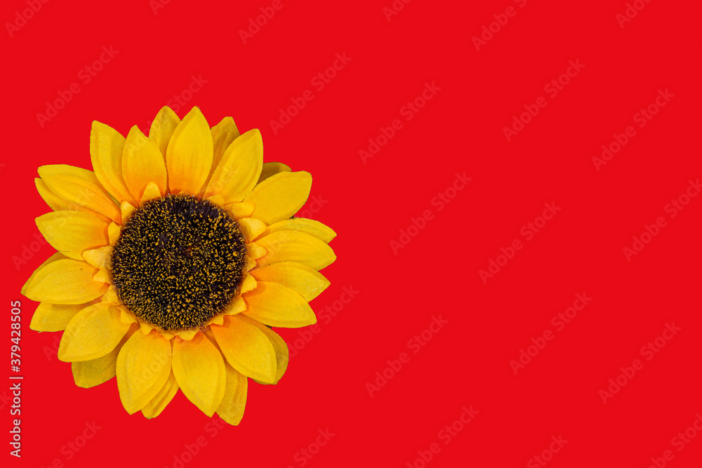 Flowers neatly arranged, isolated on background and with space for writing