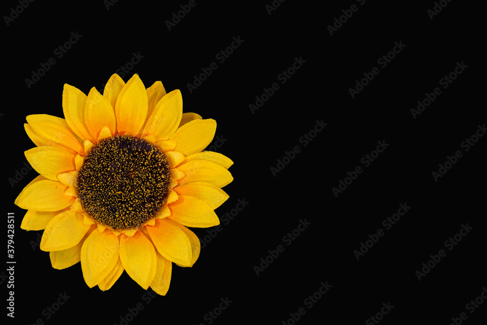 Flowers neatly arranged, isolated on background and with space for writing