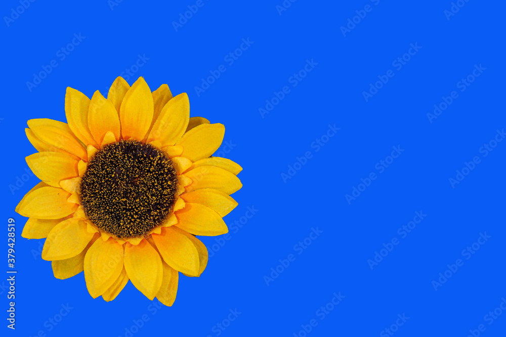 Flowers neatly arranged, isolated on background and with space for writing