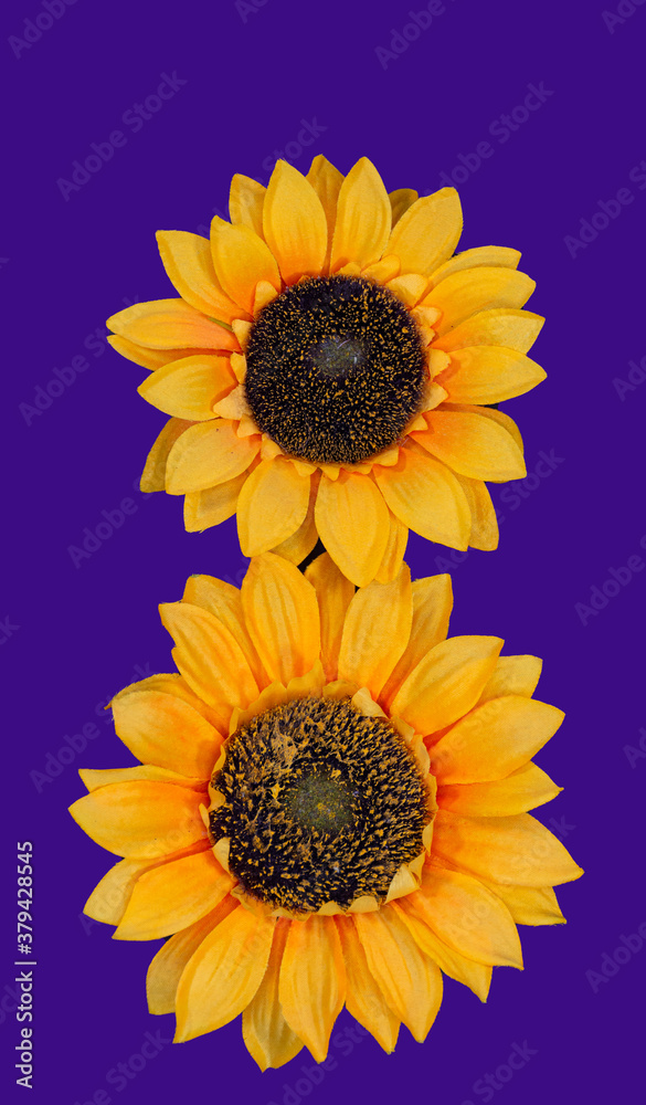 Flowers neatly arranged, isolated on background and with space for writing