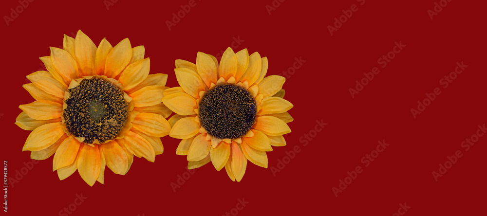 Flowers neatly arranged, isolated on background and with space for writing