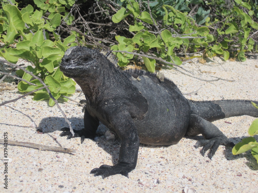 Fototapeta premium The Marine and Land Iguanas of the Galapagos Islands, Ecuador