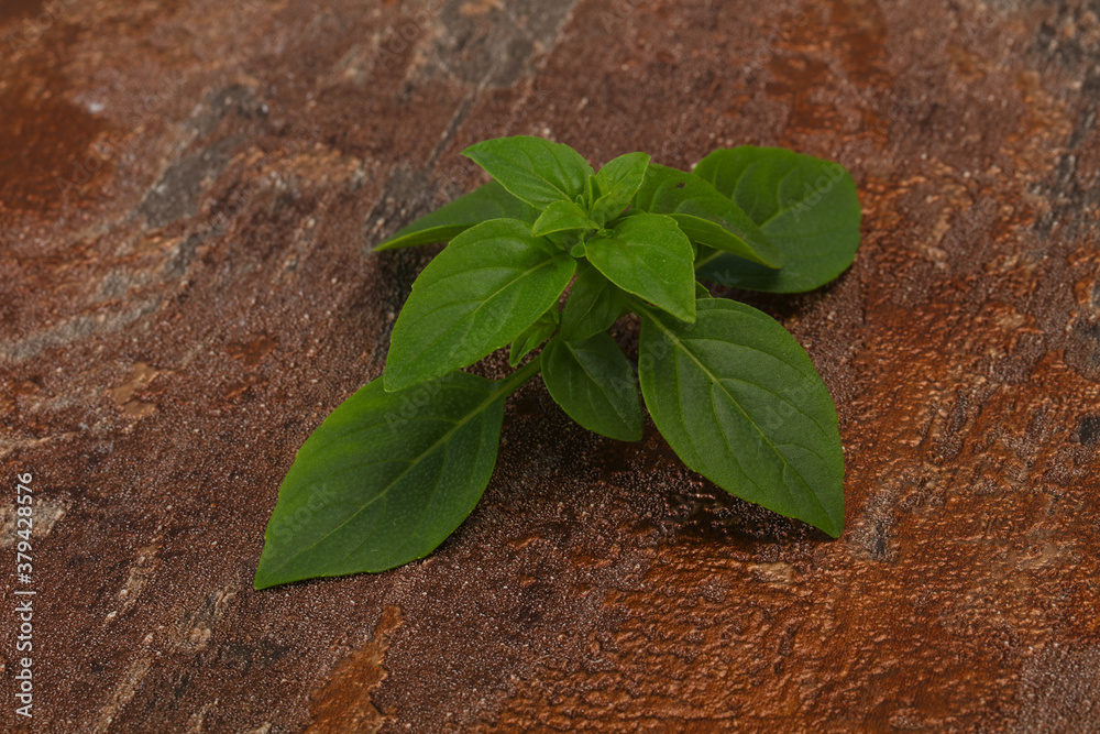 Naklejka premium Fresh green Basil leaves - for cooking