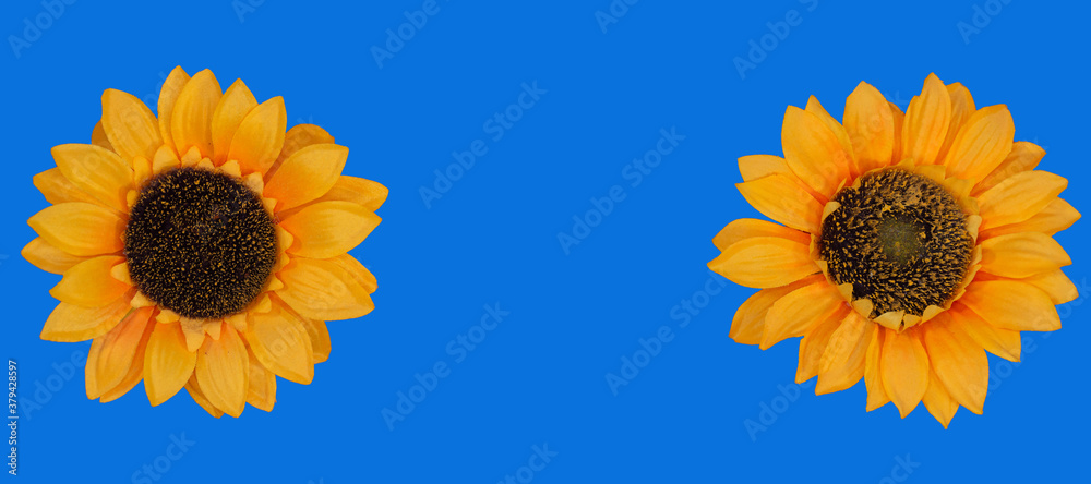 Flowers neatly arranged, isolated on background and with space for writing