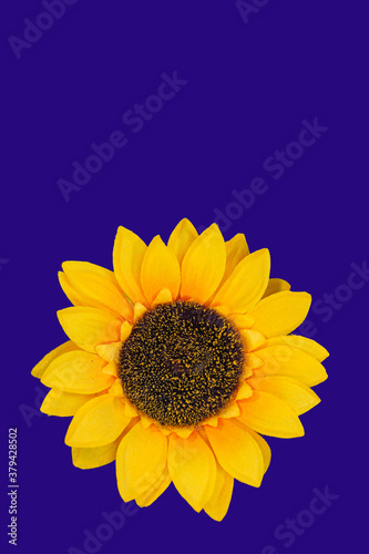 Obraz na płótnie Flowers neatly arranged, isolated on background and with space for writing w salonie