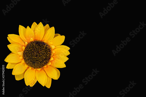 Obraz na płótnie Flowers neatly arranged, isolated on background and with space for writing w salonie