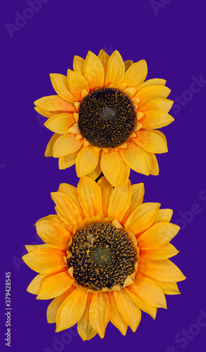Obraz na płótnie Flowers neatly arranged, isolated on background and with space for writing w salonie
