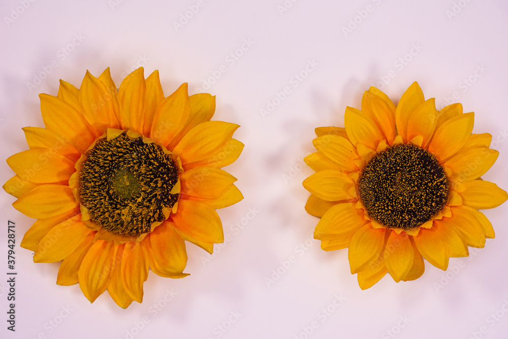 Flowers neatly arranged, isolated on background and with space for writing