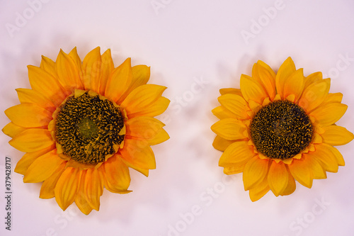 Obraz na płótnie Flowers neatly arranged, isolated on background and with space for writing w salonie