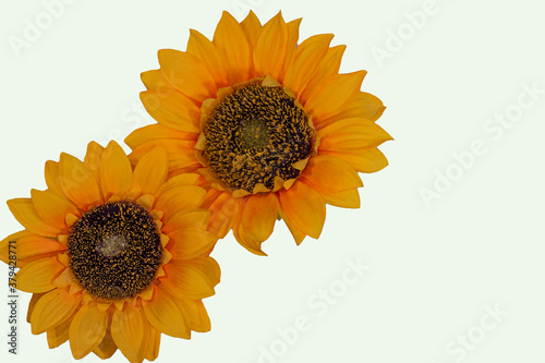 Obraz na płótnie Flowers neatly arranged, isolated on background and with space for writing w salonie