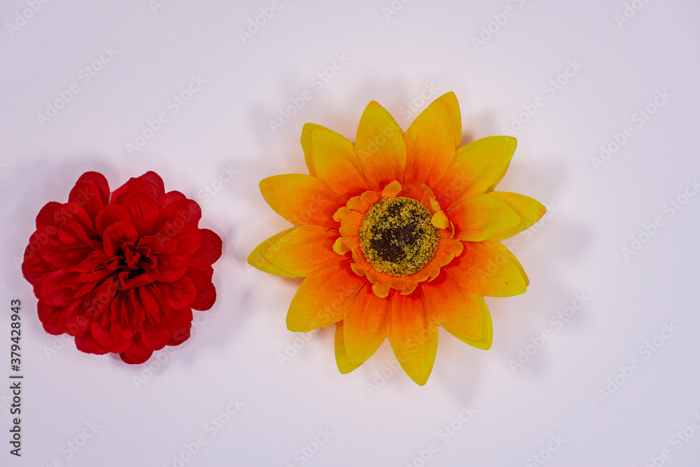 Flowers neatly arranged, isolated on background and with space for writing