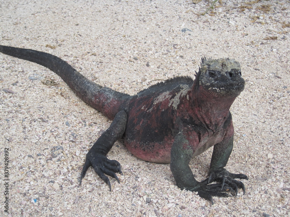 Fototapeta premium The Marine and Land Iguanas of the Galapagos Islands, Ecuador