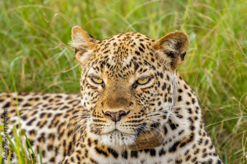Leopard ( Panthera pardus) relaxing in the grass, Queen Elizabeth National Park, Uganda.